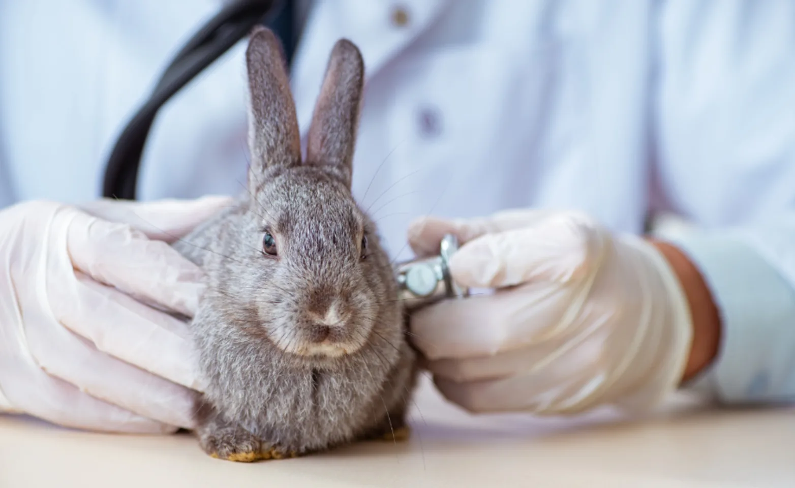 A veterinarian examining a gray rabbit